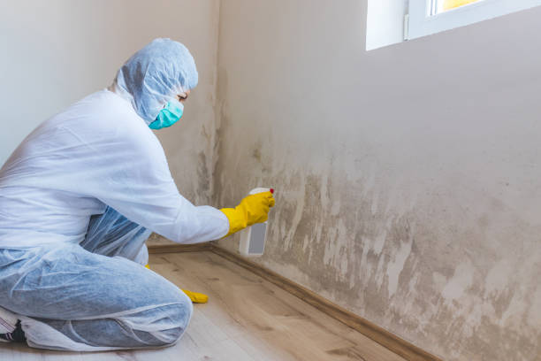 Licensed Black Mold Removal service in Gloucester, VA - WQB Mold Removal
